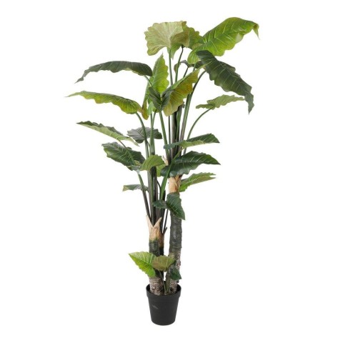 PIANTA ALOCASIA H260
